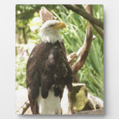 ハゲワシ フォトプラーク (正面)