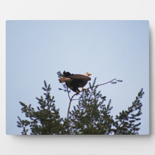 ハゲワシ フォトプラーク (正面)