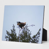 ハゲワシ フォトプラーク (側面)