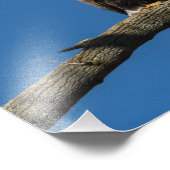 ハゲワシ フォトプリント            (角)