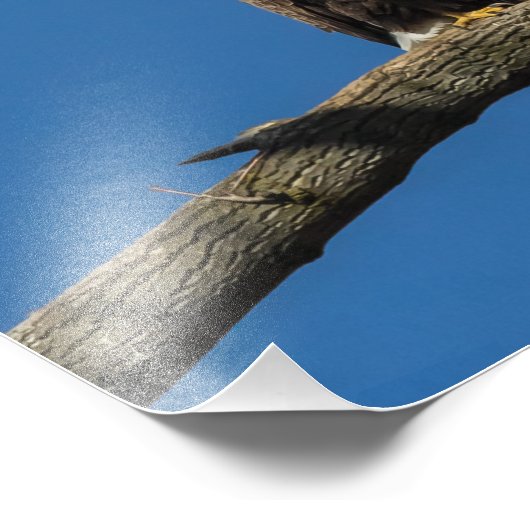 ハゲワシ フォトプリント            (角)