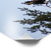 ハゲワシ フォトプリント            (角)