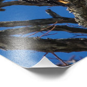 ハゲワシ フォトプリント            (角)