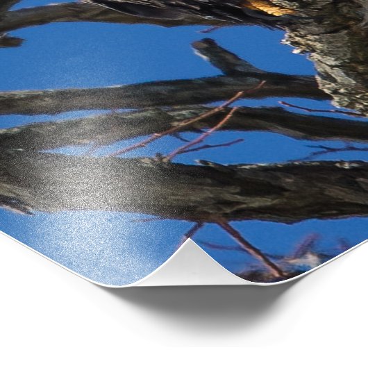 ハゲワシ フォトプリント            (角)