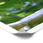 ハゲワシ ポスター (角)