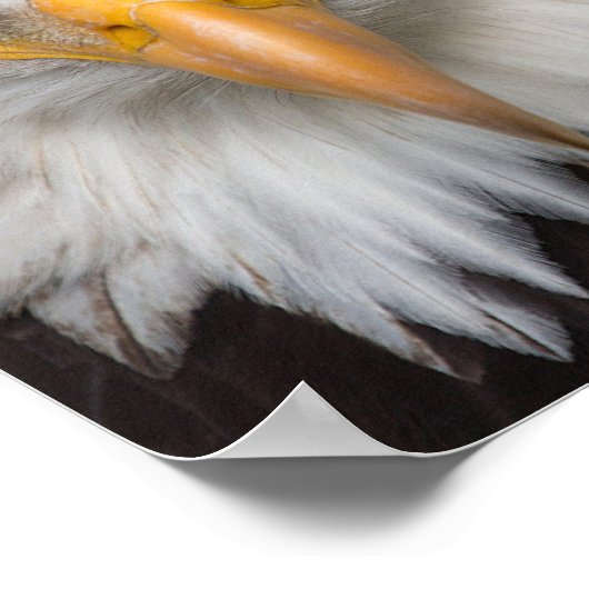 ハゲワシ ポスター (角)