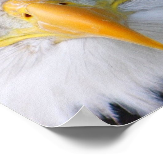 ハゲワシ ポスター (角)