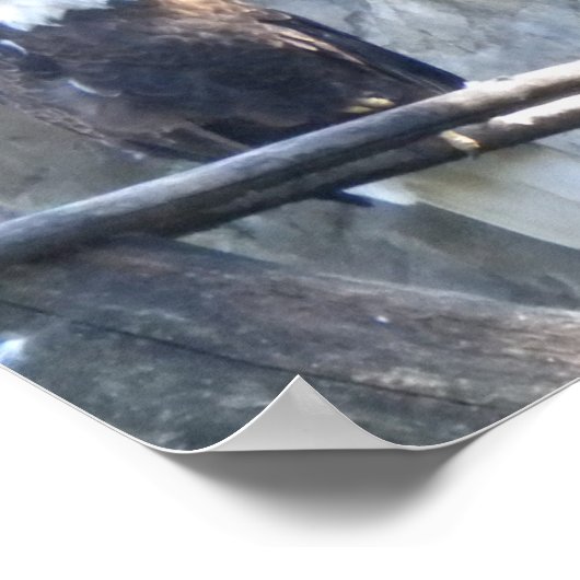 ハゲワシ ポスター (角)