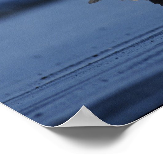 ハゲワシ ポスター (角)