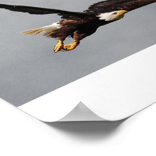 ハゲワシ ポスター (角)