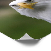 ハゲワシ ポスター (角)