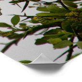 ハゲワシ ポスター (角)