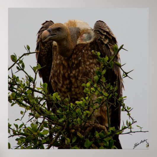 ハゲワシ ポスター (正面)