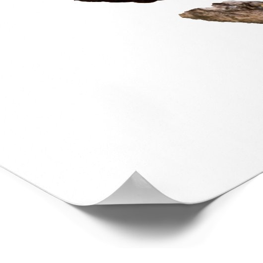 ハゲワシ ポスター (角)