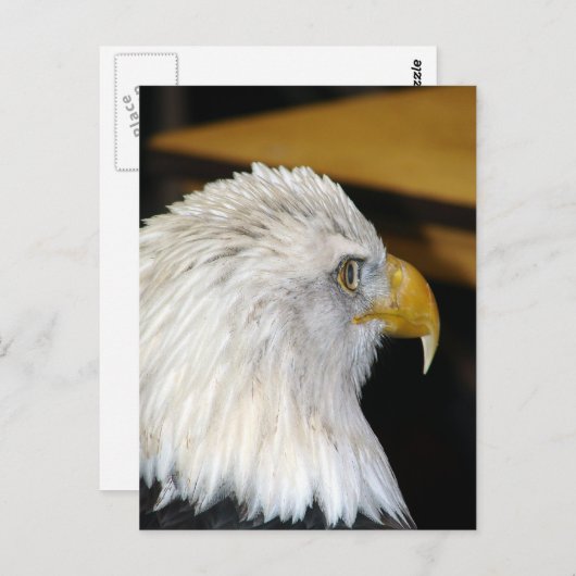 ハゲワシ ポストカード (正面/裏面)