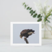 ハゲワシ ポストカード (スタンド正面)