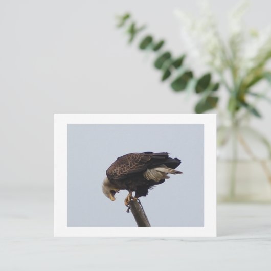 ハゲワシ ポストカード (スタンド正面)