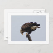 ハゲワシ ポストカード (正面/裏面)