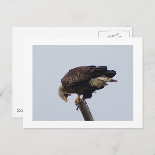ハゲワシ ポストカード (正面/裏面)