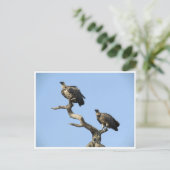 ハゲワシ ポストカード (スタンド正面)