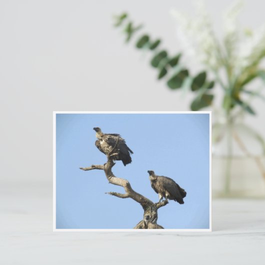 ハゲワシ ポストカード (スタンド正面)