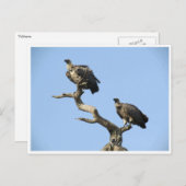 ハゲワシ ポストカード (正面/裏面)