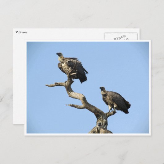 ハゲワシ ポストカード (正面/裏面)