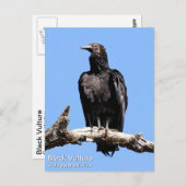 ハゲワシ ポストカード (正面/裏面)