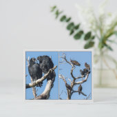 ハゲワシ ポストカード (スタンド正面)