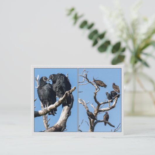 ハゲワシ ポストカード (スタンド正面)