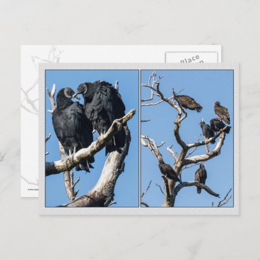 ハゲワシ ポストカード (正面/裏面)