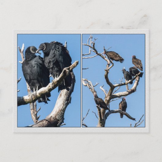 ハゲワシ ポストカード (正面)