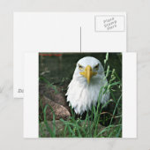 ハゲワシ ポストカード (正面/裏面)