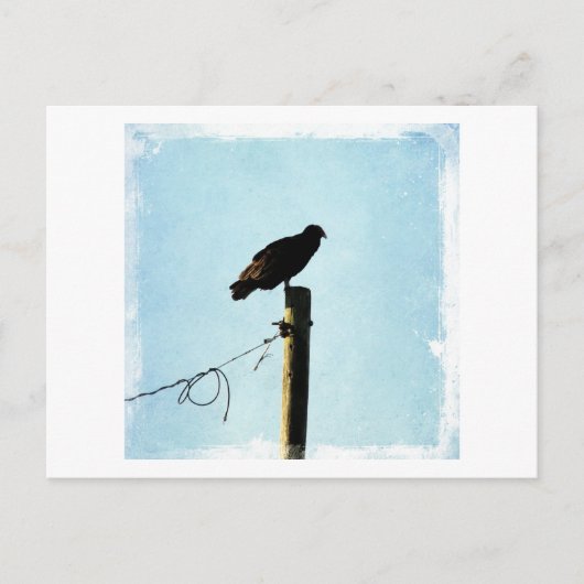ハゲワシ ポストカード (正面)