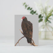 ハゲワシ ポストカード (スタンド正面)