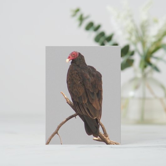 ハゲワシ ポストカード (スタンド正面)