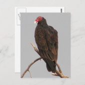 ハゲワシ ポストカード (正面/裏面)