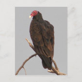 ハゲワシ ポストカード (正面)