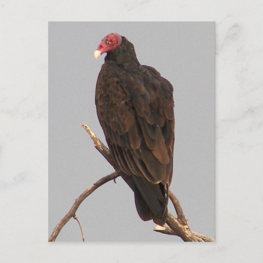 ハゲワシ ポストカード (正面)