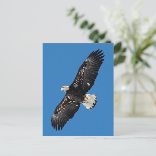 ハゲワシ ポストカード (スタンド正面)