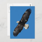 ハゲワシ ポストカード (正面/裏面)