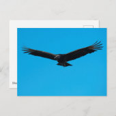 ハゲワシ ポストカード (正面/裏面)