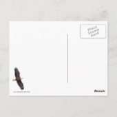 ハゲワシ ポストカード (裏面)