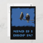 ハゲワシ ポストカード (正面/裏面)