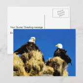 ハゲワシ ポストカード (正面/裏面)