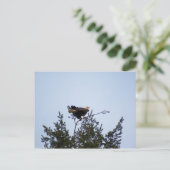 ハゲワシ ポストカード (スタンド正面)