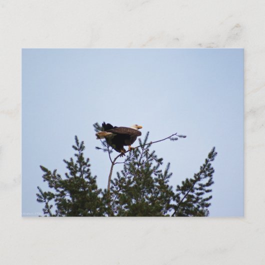 ハゲワシ ポストカード (正面)