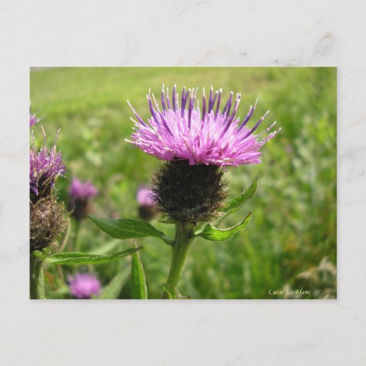 ハゲワシ ポストカード (正面)