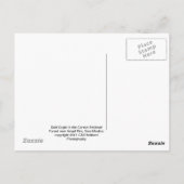 ハゲワシ ポストカード (裏面)