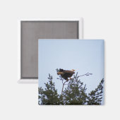 ハゲワシ マグネット (正面/裏面)